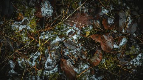 Moody Forest Floor Texture with First Snow on Autumn Leaves 스톡 사진