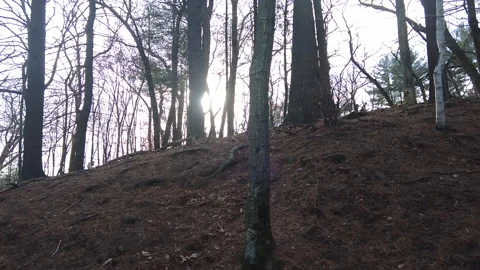 MOODY FOREST Video stock 193725378