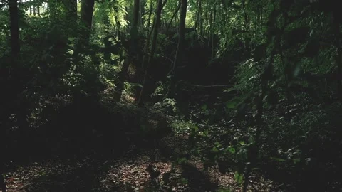 Moody forest with high contrast between dark and light. Old woods with 스톡 동영상 131315682