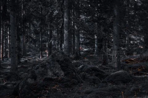 Moody Forest with Moss-Covered Rocks Stock Photos