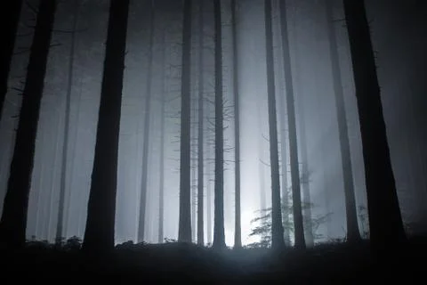 Moody forest Foto stock