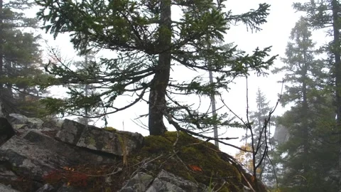 Moody Forest Scene on Mossy Rocks in Southern Urals, Russia Stock Footage 325449975