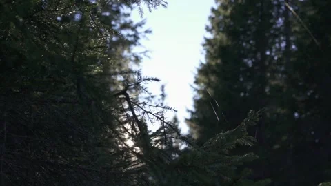 Moody forest with spider web and tall trees Stock Footage 323970026