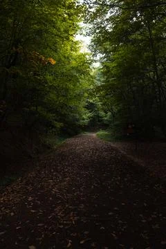 Moody forest view. Path in the forest in the fall. Foto stock