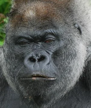 Moody Gorilla Stock Photos