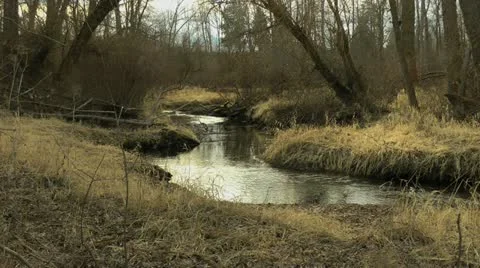 Moody, gothic woods and creek Stock Footage
