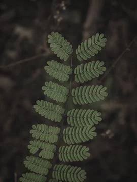 Moody green Compound Leaf Structure. Stock Photos