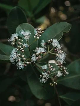 Moody Green Flowers of Java Plum Tree. Stock Photos