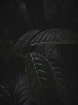 Moody green Selective Focus leaf pattern. Stock Photos