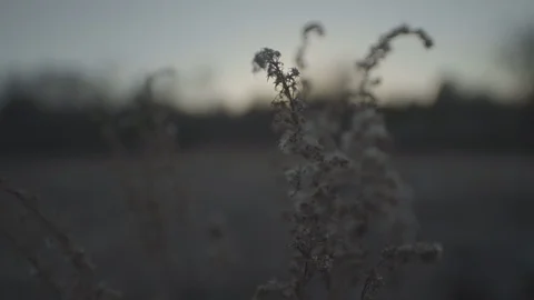 Moody Handheld ECU of Forest Meadow Fall Evening Stock Footage