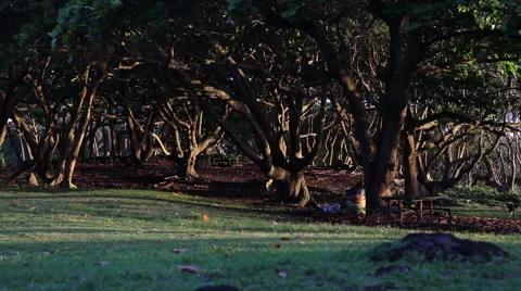 Moody light cuts through a group of trees in Maui Stock Footage 57649375