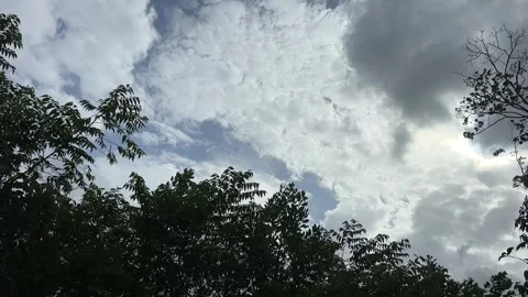 Moody Low-Angle Shot of Dark Forest Canopy Under Stormy Gray Sky Stock Footage 325834419