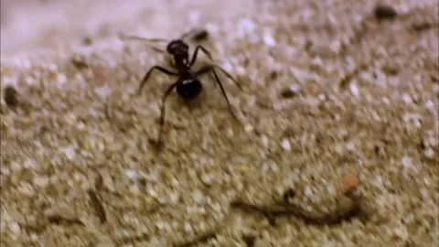Moody Macro of Ants on Dark Soil Ground, Shadow Contrast, 4K Stock Footage 340316575