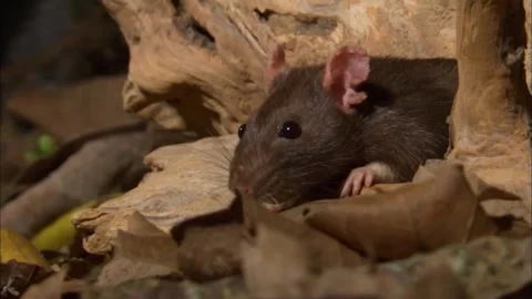 Moody Macro of Brown Rat in Log Cavity, Dark Shadow Environment, 4K Stock Footage 339516198