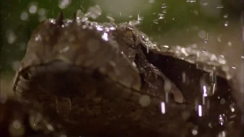 Moody Macro of Gaboon Viper Face, Dark Shadow Low Light Close Up, 4K Stock Footage 339639456
