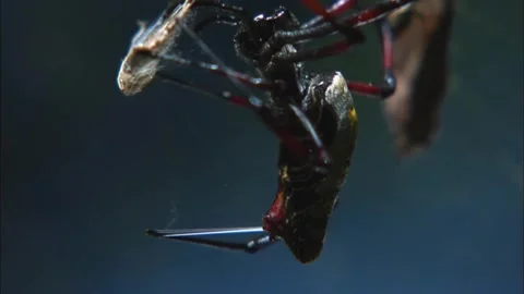 Moody Macro of Golden Orb Spider Stalking Prey, Dark Shadow Contrast, 4K Stockbeeldmateriaal 340947373