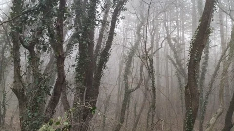 A moody mist-filled forest Stock Footage 321349135