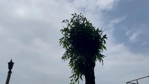 Moody Monsoon Overcast Sky Backdrop with Dark Debdaru Foliage Silhouette. Stock Footage 344805749
