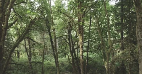 Moody Moss Covered Temperate Rainforest Video stock 80042433