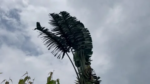 Moody Overcast Sky Backdrop with Vibrant Tropical Palm Silhouette. Stock Footage 344777871