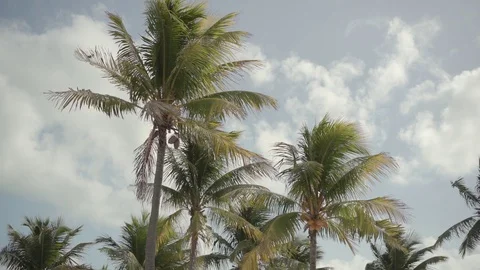Moody Palm Tree Waves In Breeze Below Waning Blue Sky, Miami Florida Stock Footage 106579749