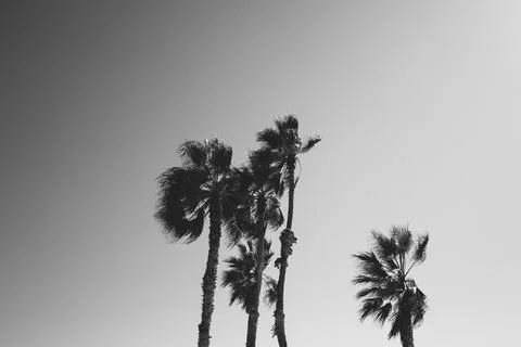 Moody Palm Trees Stock Photos