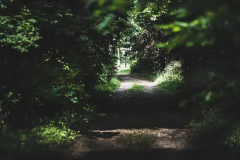 Moody path leading from the shadow to the light in the forest Stock Photos