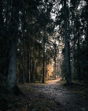 Moody path in spruce forest. Bright sunny spot further on a path. Stock Photos
