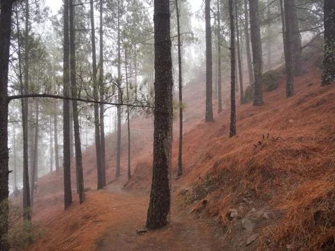 Moody pine forest trail covered with needles - Vertical view of a hiking pa.. Foto stock