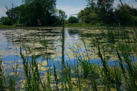Moody Pond Stock Photos