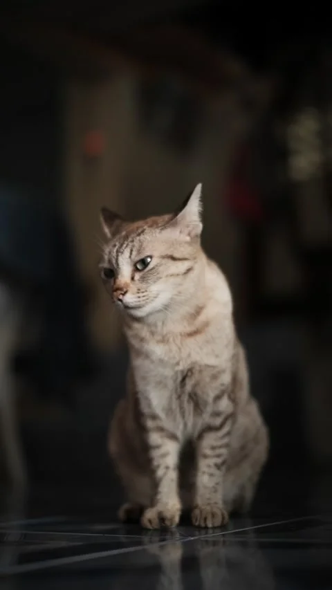 Moody Portrait of a Light Tabby Cat with Blue Eyes. Elegant Feline Sitting and L Stock Footage 315402196