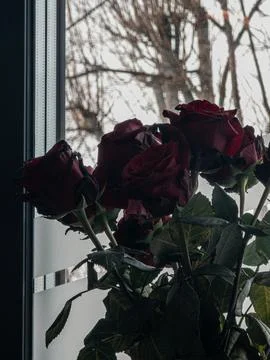 Moody red roses by window Photos