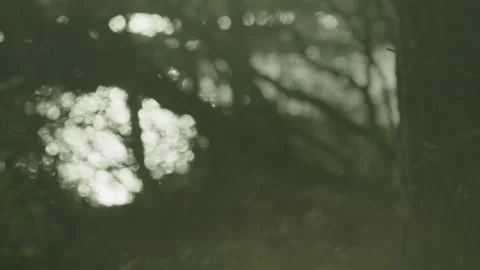 Moody Reflection Of A Tree In A Puddle Stock Footage 273567607