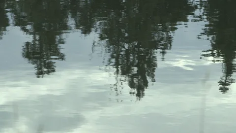 Moody reflections of trees on ripples 스톡 동영상 92001106