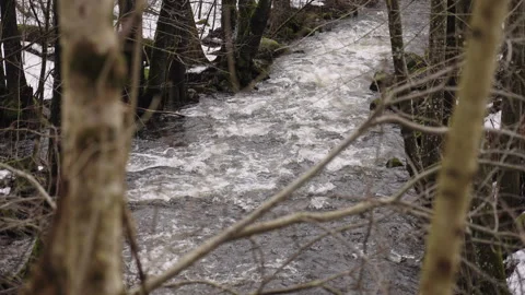 Moody River Scene with Overhanging Logs and Bare Trees Stock Footage 309460010