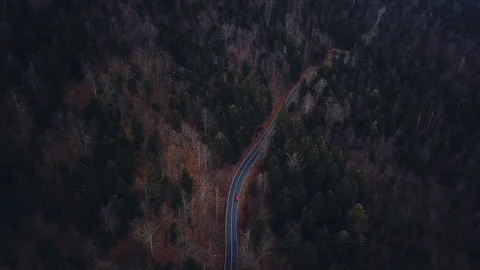 Moody road cutting trough a forest Stock Footage 108429580
