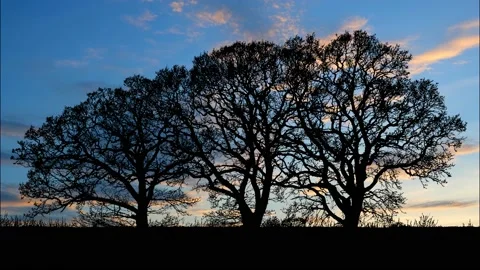 Moody Silhouette of Forest Trees and Branches Stock Footage 240054841
