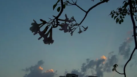 Moody Sky with Tree Branch and Flowers Stock-Footage 332892939