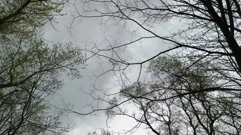 Moody spring sky and barley there leaves Stock Footage 298789147