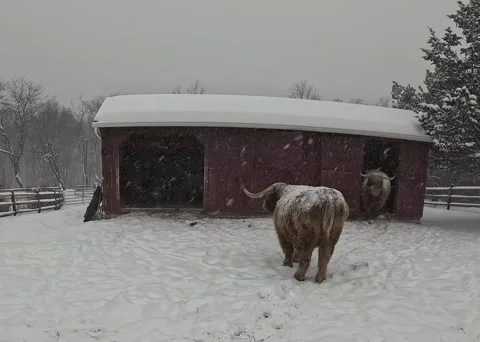 Moody Steer Kicks Farmer, New York, USA - 08 Feb 2026 Stock Footage 328531986