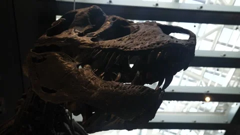 Moody t rex skeleton pan Stock Footage 250357962