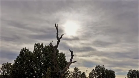 Moody Timelapse of Dead Tree Branches Reaching Toward a Hidden Sun Stock Footage 336956115