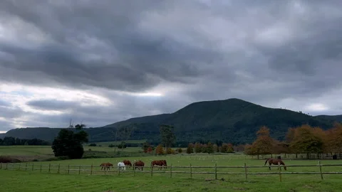 Moody timelapse of horses with silver cloud movement Stock Footage 240188873