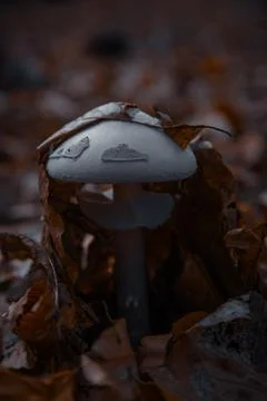 Moody Toadstool in Forest Foto stock