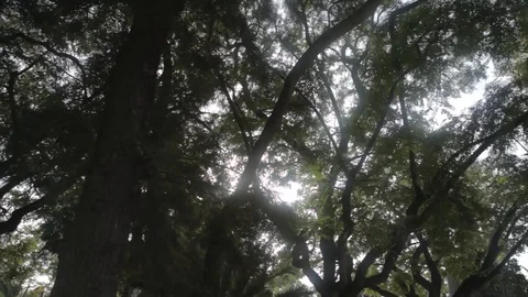 Moody Trees Cinematic Pan Stock Footage 120417751