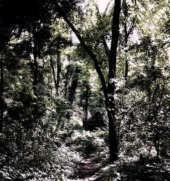 Moody Trees Stock Photos