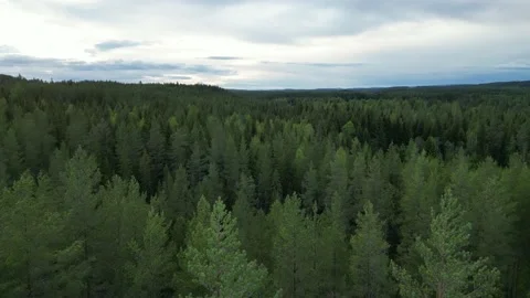 Moody Trees Swaying Forest In Wind Under Cloudy Skies Autumn From Above Stock Footage 232932574