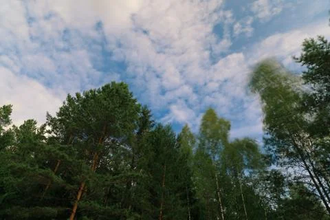 The moody view of the trees under the wind in front of the flying clouds Stock Photos