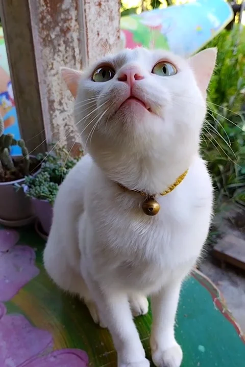 Moody white cat will show signs of displeasure. Stock Footage 328666405