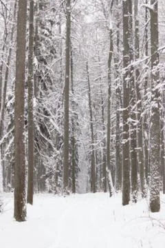 Moody winter forest Foto stock